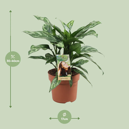 Kamerplant - Aglaonema Maria - Pot Ø 17cm Hoogte ↕ 40cm