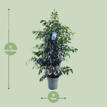 Kamerplant - Ficus Benjamina Midnight Lady - Pot Ø 27cm Hoogte ↕ 140cm