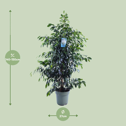 Kamerplant - Ficus Benjamina Midnight Lady - Pot Ø 27cm Hoogte ↕ 140cm