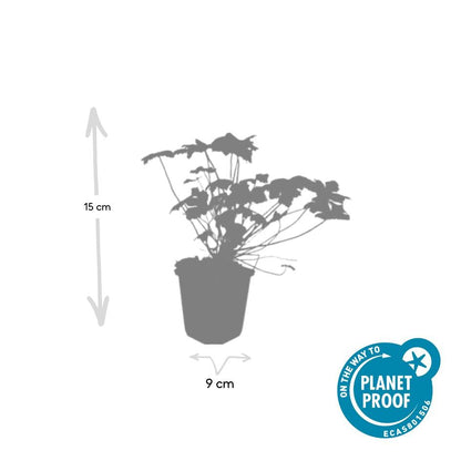 Buitenplant 60x Geranium 'Tiny Monster' - Vaste plant, Winterhard, Bloeiend - Pot Ø 9cm Hoogte ↕ 25cm