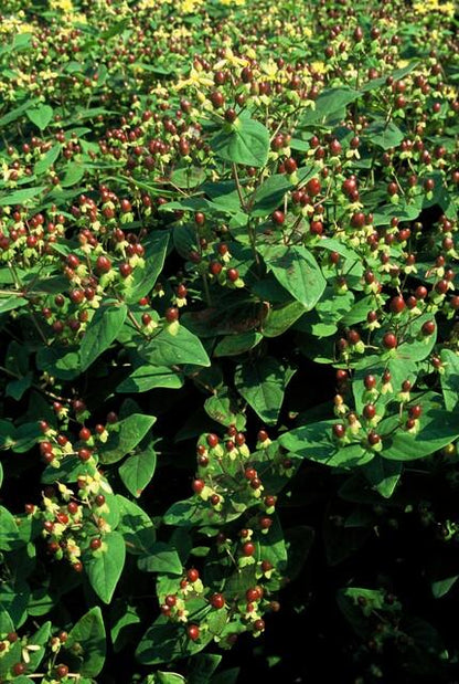 Buitenplant 48x Hypericum inodorum 'Beauty' - Bloeiend - Pot Ø 9cm Hoogte ↕ 10-25cm