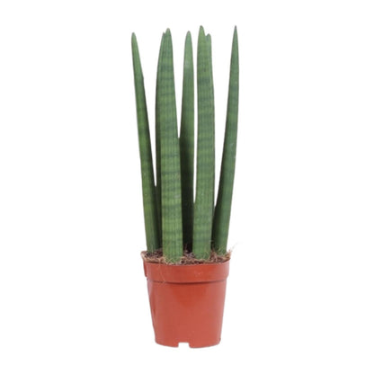 Kamerplant - Sansevieria Straight - Pot Ø 12cm Hoogte ↕ 40cm