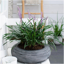 Buitenplant 3x Liriope muscari 'Ingwersen' - Pot Ø 14cm Hoogte ↕ 25cm