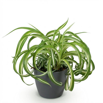 Kamerplant - Chlorophytum comosum Bonnie - Krullende Graslelie - Pot Ø 12cm Hoogte ↕ 20cm