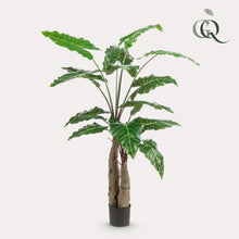XL Kunstplant - Alocasia Olifantsoor - Hoogte ↕ 150cm