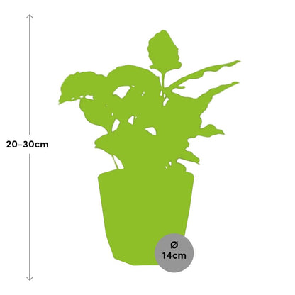 Kamerplant - Coffea Arabica - Pot Ø 14cm