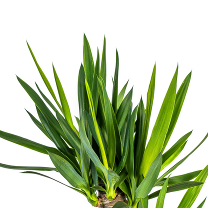 XL kamerplant - Yucca Elephantipes - Pot Ø 21cm Hoogte ↕ 90-110cm