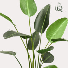 XL Kunstplant - Strelitzia Nicolai Paradijsvogelbloem - Hoogte ↕ 230cm