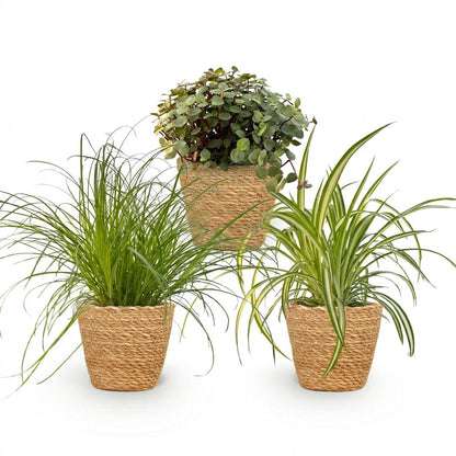 Kamerplant 3x Mix - Cyperus, Callisia & Chlorophytum - Pot Ø 12cm Hoogte ↕ 20cm