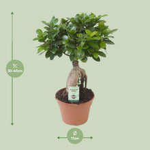 Kamerplant - Ficus Ginseng - Pot Ø 17cm Hoogte ↕ 40cm