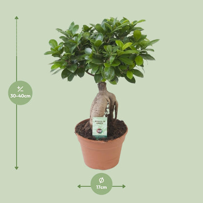 Kamerplant - Ficus Ginseng - Pot Ø 17cm Hoogte ↕ 40cm