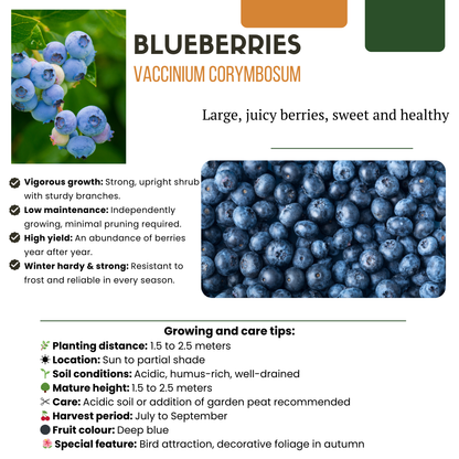 Buitenplant - "Zomervruchten" BIO Fruitplanten mix - Set van 4 soorten