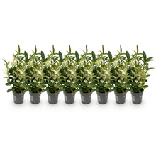 Buitenplant 8x Euonymus japonica 'Paloma Blanca' - Haagplant - Pot Ø 9cm Hoogte ↕ 30-35cm