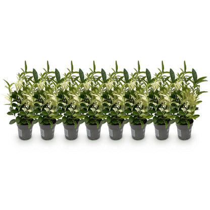 Buitenplant 8x Euonymus japonica 'Paloma Blanca' - Haagplant - Pot Ø 9cm Hoogte ↕ 30-35cm