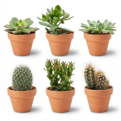 Kamerplant 6x Mini Cactus & Succulenten Mix - Terracotta Potten - Pot Ø 8,1cm Hoogte ↕ 5-10cm