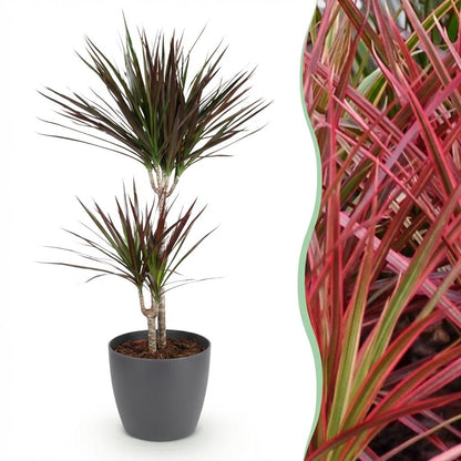Kamerplant - Dracaena Magenta - Drakenbloedboom - Pot Ø 21cm Hoogte ↕ 90-100cm