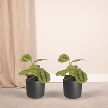 Kamerplant 2x Maranta Fascinator (Pijlwortel) - Pot Ø 12cm Hoogte ↕ 20cm