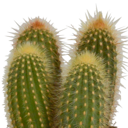 Kamerplant 3x Cereus mix - in witte pot - Pot Ø 10,5cm