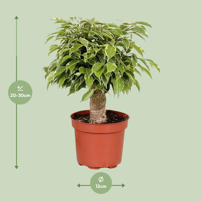 Kamerplant - Ficus Benjamina Kinky - Pot Ø 12cm Hoogte ↕ 28cm
