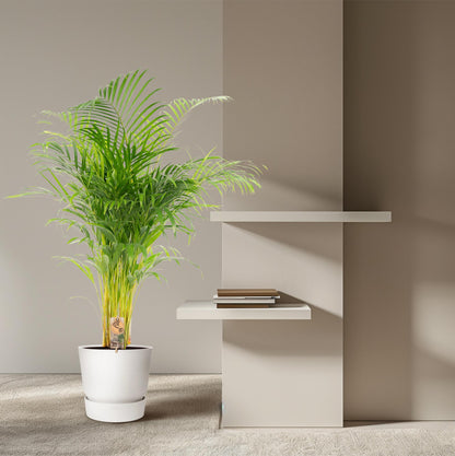 Kamerplant - Dypsis Lutescens (Areca Palm) - Hoogte ↕ 12-230cm