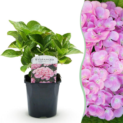 Buitenplant - Hortensia Hydrangea macrophylla Pink - Bloeiend - Pot Ø 17cm Hoogte ↕ 30cm