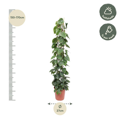 Kamerplant - Philodendron Scandens op gaasrek - Pot Ø 27cm Hoogte ↕ 160cm