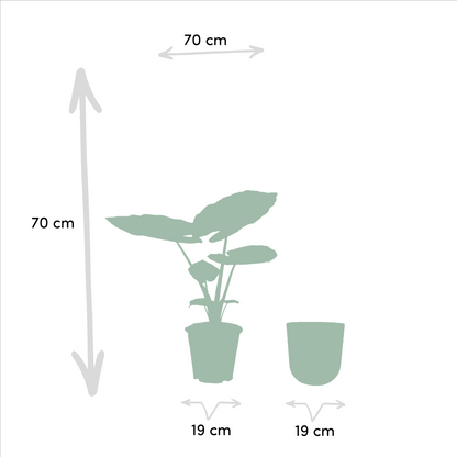 Kamerplant - Alocasia Macrorrhiza - Inclusief sierpot - Pot Ø 19cm Hoogte ↕ 70cm