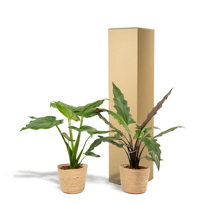 Kamerplant - Alocasia Cucullata + Alocasia Lauterbachiana - Met mand - Pot Ø 19cm