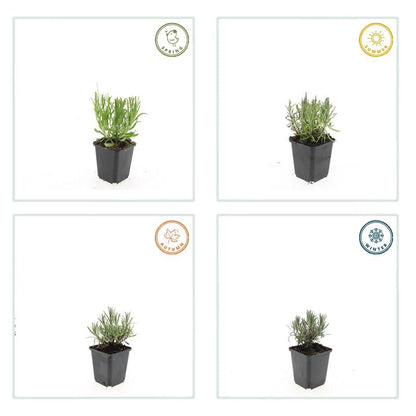 Buitenplant 6x Lavandula ang. 'Munstead' - Bloeiend - Pot Ø 9cm Hoogte ↕ 10-25cm