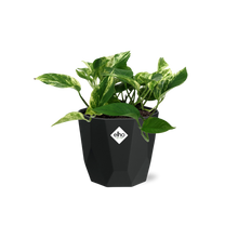 Kamerplant - Scindapsus (Epipremnum) Marble Queen - Hangplant - Pot Ø 14cm