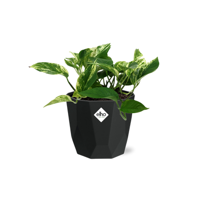 Kamerplant - Scindapsus (Epipremnum) Marble Queen - Hangplant - Pot Ø 14cm