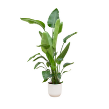 XL kamerplant - Strelitzia Nicolai - Pot Ø 30cm Hoogte ↕ 170cm
