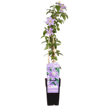 Buitenplant - Clematis 'Justa' - Bloeiend - Pot Ø 15cm Hoogte ↕ 65cm