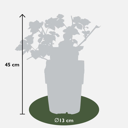 Buitenplant 3x Rubus mix - Bloeiend - Pot Ø 13cm Hoogte ↕ 45cm
