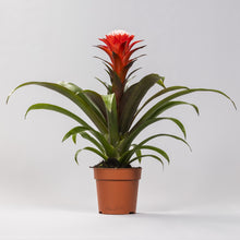 Kamerplant - Guzmania Hope - Pot Ø 12cm Hoogte ↕ 40cm