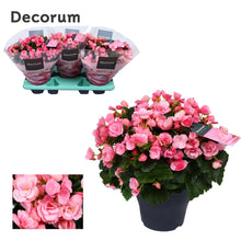 Kamerplant - Begonia Betulia 'Candy' Roze - Pot Ø 19cm Hoogte ↕ 35cm