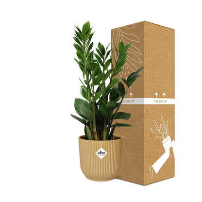 Kamerplant - Zamioculcas - Pot Ø 14cm Hoogte ↕ 45-50cm