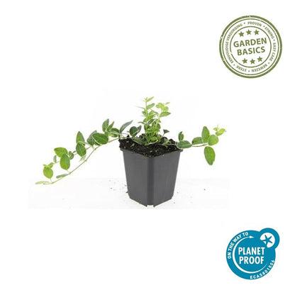 Buitenplant 6x Vinca minor 'Argenteovariegata' - Pot Ø 9cm Hoogte ↕ 10-25cm