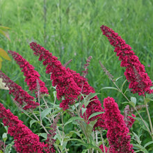 Buitenplant - Buddleja davidii Royal Red - Bloeiend - Pot Ø 17cm Hoogte ↕ 45cm