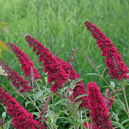 Buitenplant - Buddleja davidii Royal Red - Bloeiend - Pot Ø 17cm Hoogte ↕ 45cm