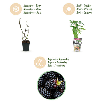 Buitenplant 6x Rubus Thornfree - Doornloze Braam, Winterhard - Pot Ø 9cm