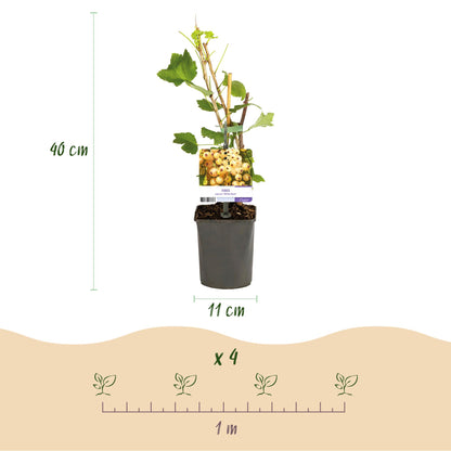 Buitenplant 2x Ribes rubrum 'White Pearl' - Aalbes - Pot Ø 11cm Hoogte ↕ 40cm