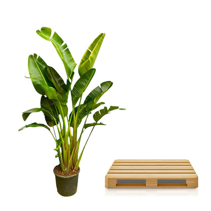 XL kamerplant - Strelitzia Augusta multi stam - Pot Ø 30-40cm Hoogte ↕ 250cm