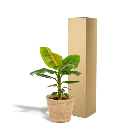 Kamerplant - Musa Dwarf Cavendish - Inclusief mand - Pot Ø 21cm Hoogte ↕ 90cm