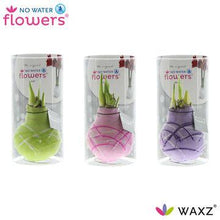 Kamerplant 3x Waxz Art Monet in Koker - Pot Ø 7cm Hoogte ↕ 15cm