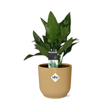 Kamerplant - Aglaonema Maria - Pot Ø 14cm