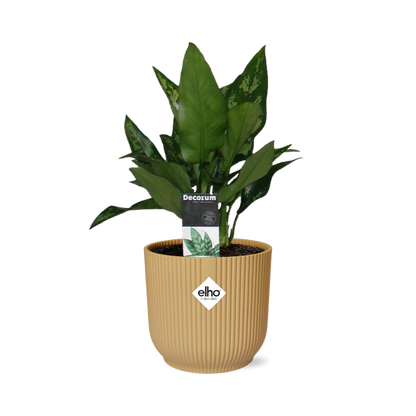 Kamerplant - Aglaonema Maria - Pot Ø 14cm