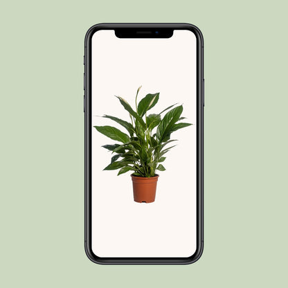 Kamerplant - Spathiphyllum Vivaldi - Pot Ø 17cm Hoogte ↕ 70cm