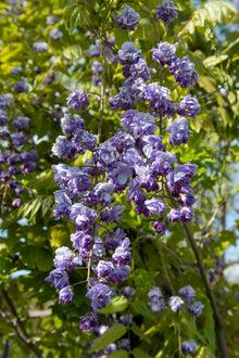 Buitenplant 2x Wisteria floribunda 'Black Dragon' - Bloeiend - Pot Ø 15cm Hoogte ↕ 65cm