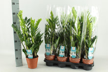 Kamerplant - Zamioculcas - Pot Ø 14cm Hoogte ↕ 65cm